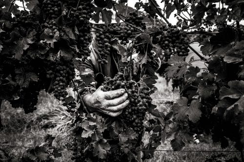 Filosofia produttiva cantina Le Volpi Colli EUganei