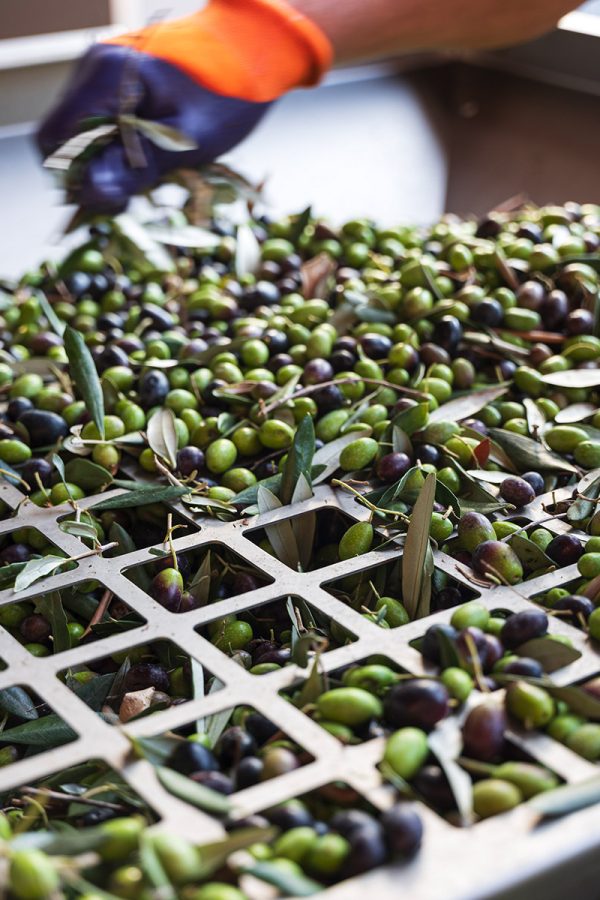 Produzione olio nei Colli Euganei Le Volpi Produzione olio nei Colli Euganei Le Volpi