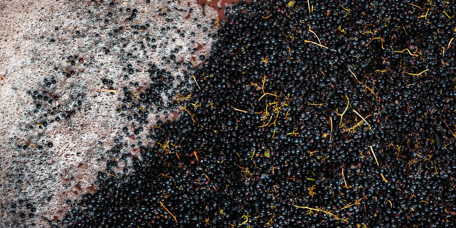 Produzione vini naturali venero Fase della vendemmia