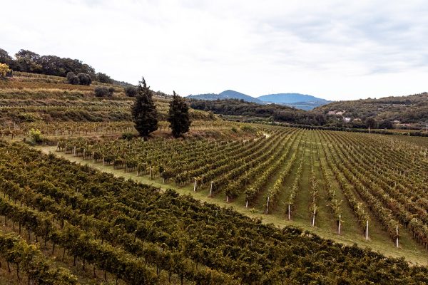 Vendemmia