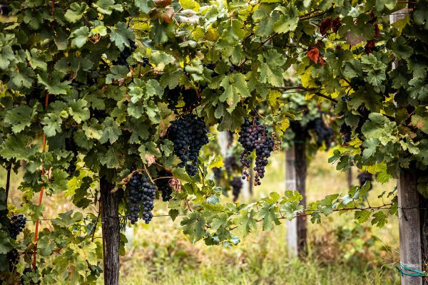 Vendemmia