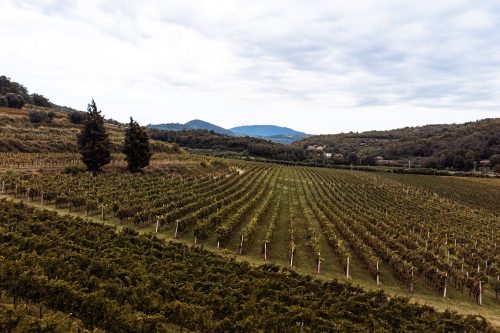 Vigneti 100 ettari
