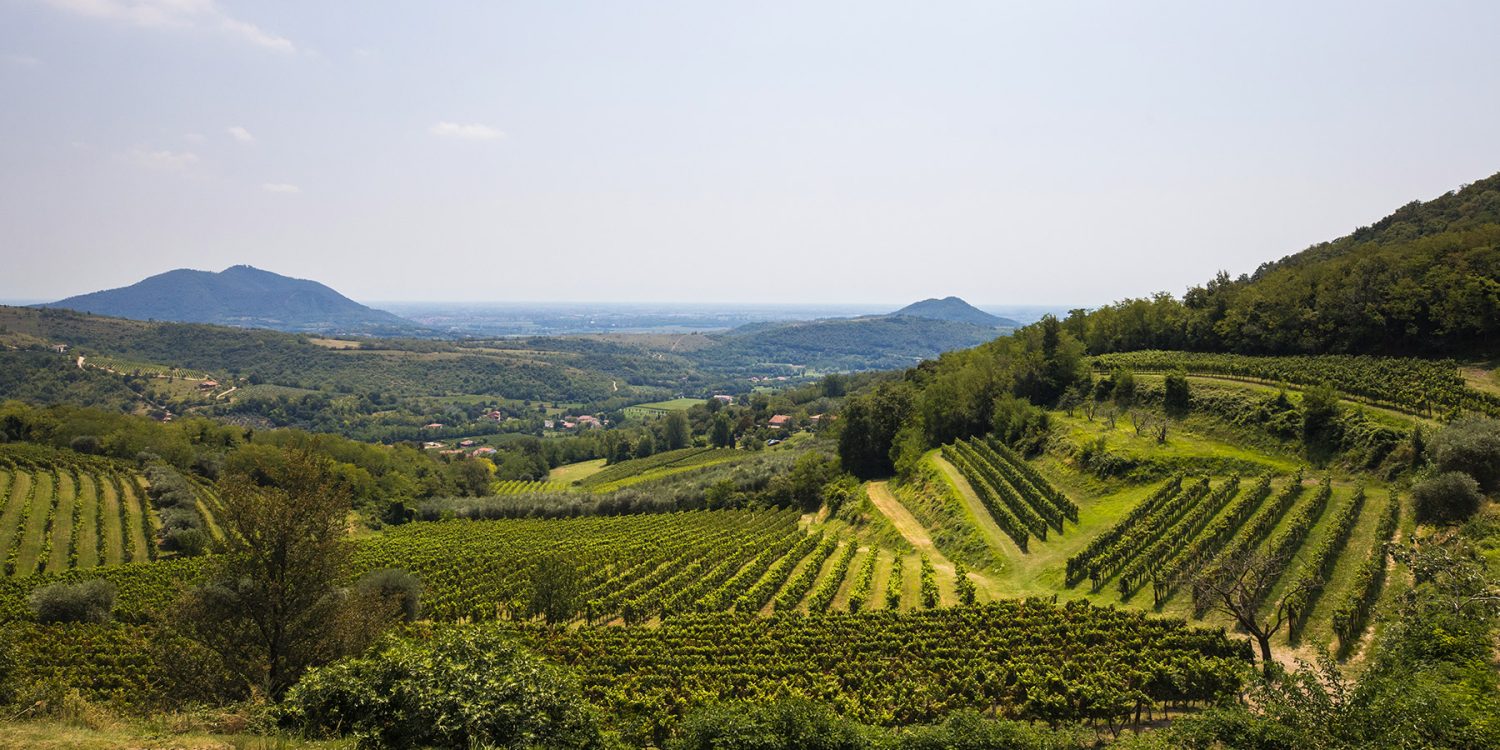 Vigneti e ulivetiColli Euganei Vigneti e ulivetiColli Euganei