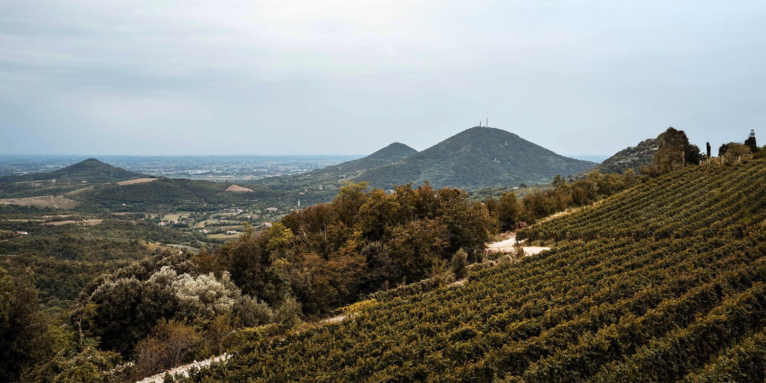 cantina-levolpi cantina-levolpi