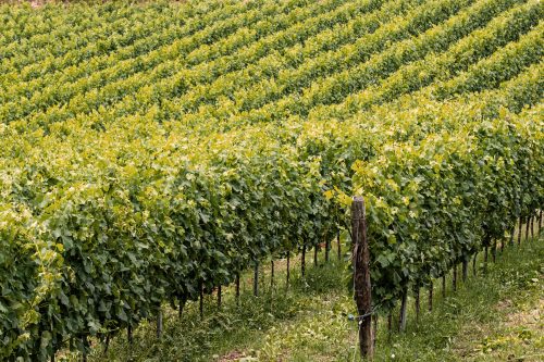 produzione-vino-bio-vegan