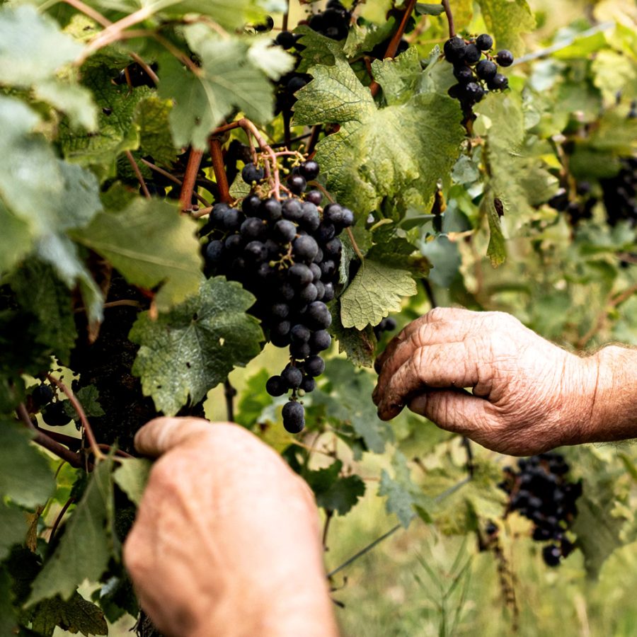 vendemmia-colli-euganei vendemmia-colli-euganei