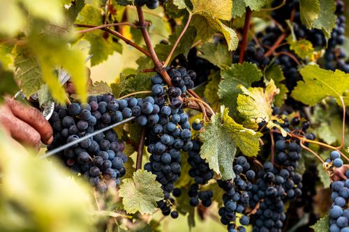 vendemmia-colli-euganei-vigna