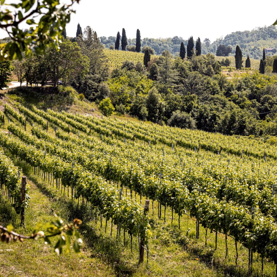 vigneti-cantina-levolpi vigneti-cantina-levolpi