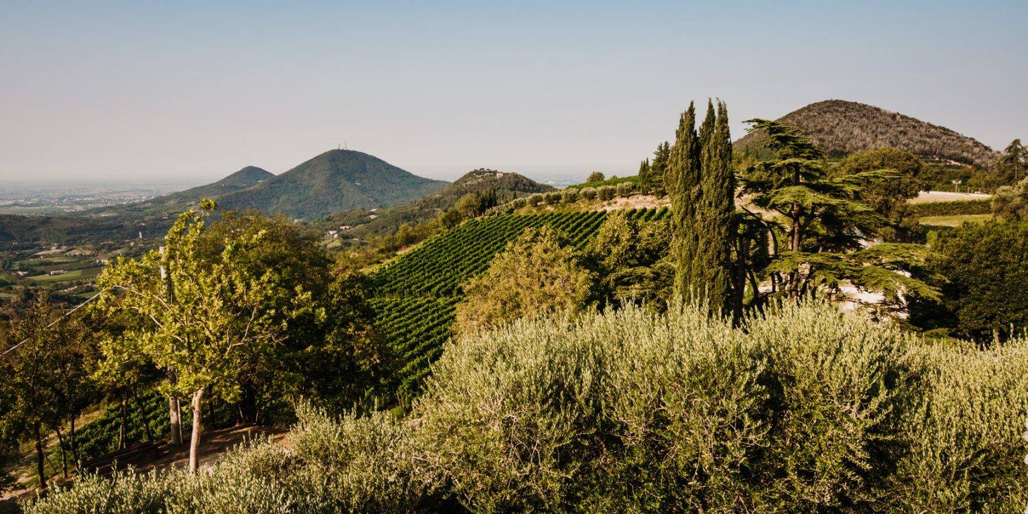 vigneti colli euganei vigneti colli euganei