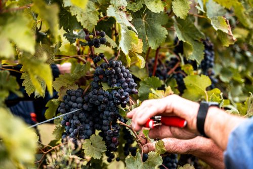 vino bio veneto