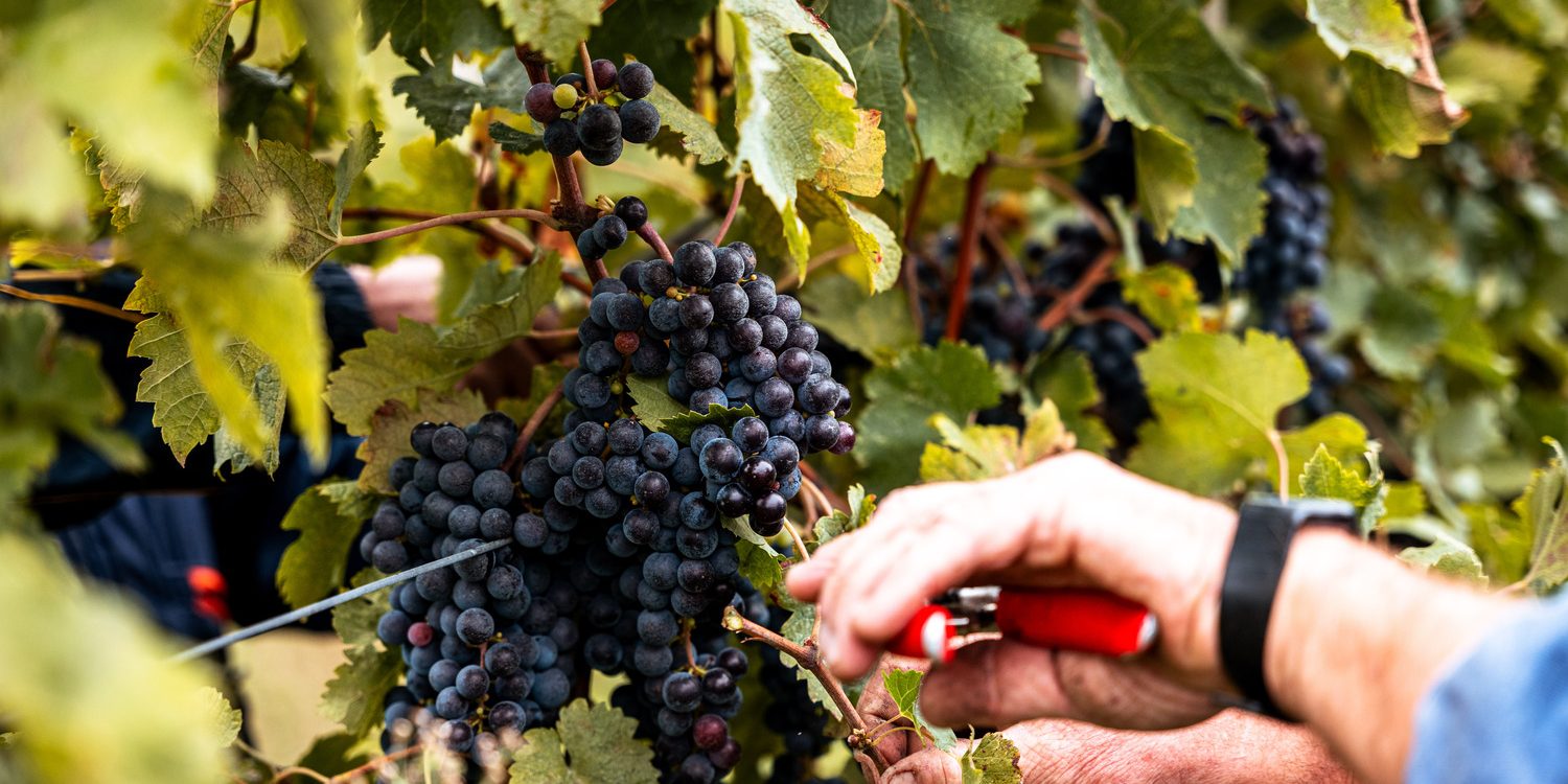 vino bio veneto vino bio veneto